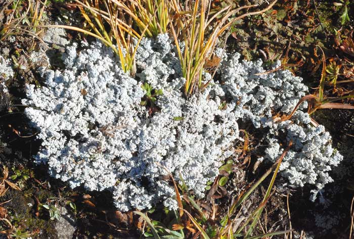 Licheni dal Passo Stelvio